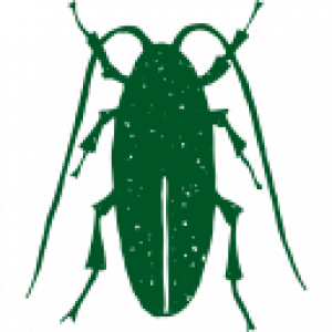 noun-cockroach-1106582-005526