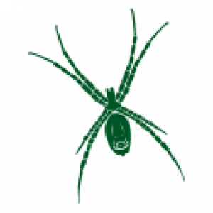 noun-spiders-1352241-005526